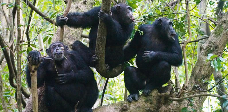 Postcovid19 Chimpanzee Trekking in Uganda