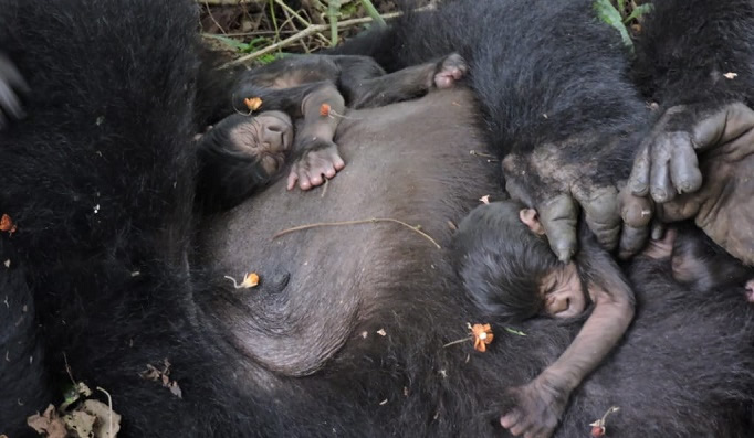 Baby gorillas born in Virunga Park