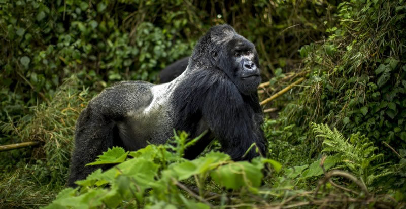 Gorilla trekking in Rwanda Uganda during lockdown