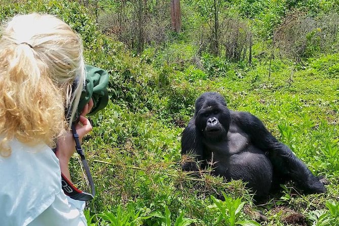 travelers warned agianst selfies with gorillas