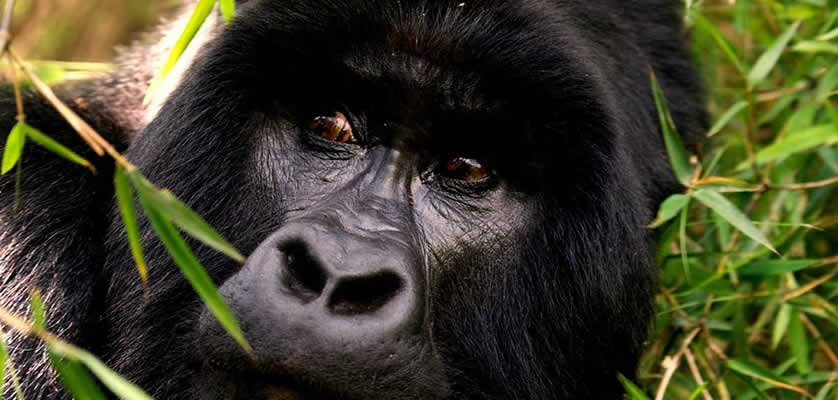 Trekking Rwanda gorillas on budget