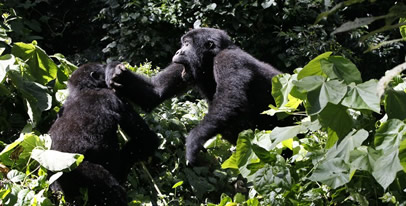 Rwanda Uganda gorilla safaris