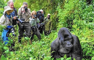 Rwanda safaris
