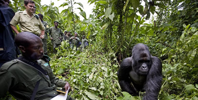 Rwanda primates safari