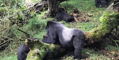 5 Days Uganda Gorillas Primates safari