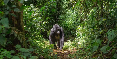 7 Days Uganda Primates Safari