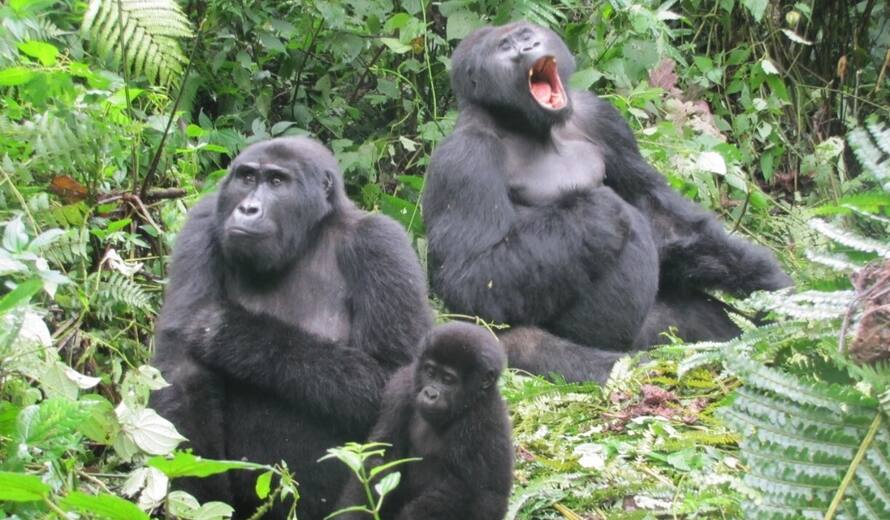 Bwindi mountain gorillas