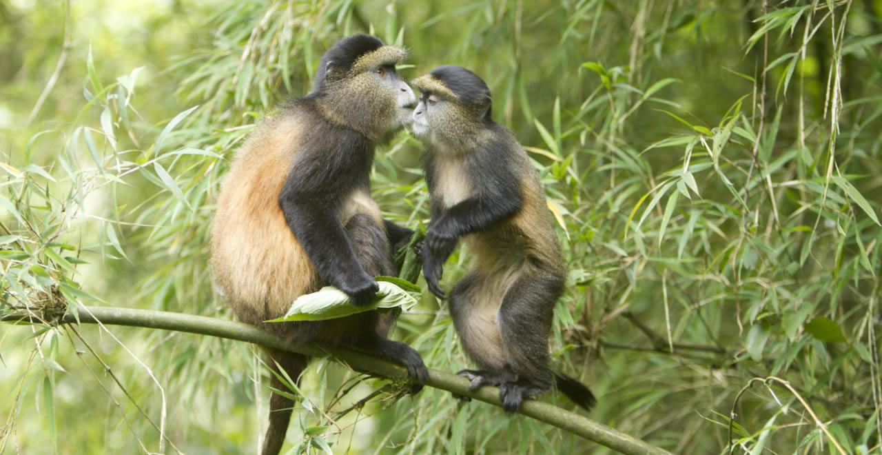 Primates Tracking
