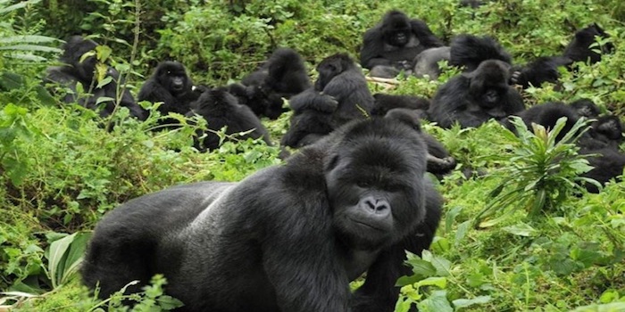 gorilla trekking tour