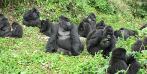 3 days Rwanda gorilla tour