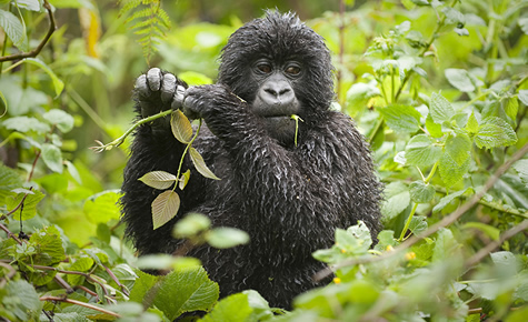Impact of covid19 o n gorilla tourism