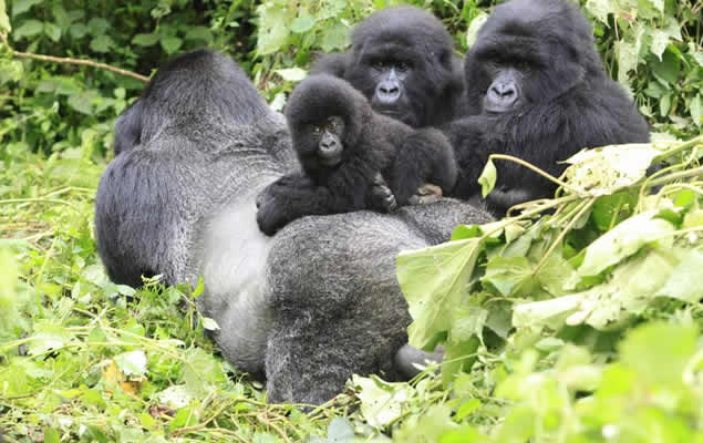2 Days Uganda gorilla trek from Kigali