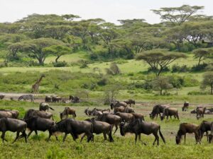 7 Days Tanzania Wildebeest Migration Safari