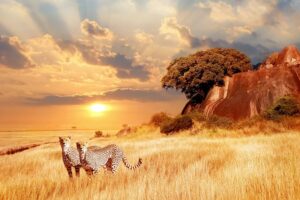 8 Days Tanzania Migration Safari