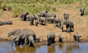 8 Days Tanzania Migration Safari