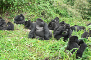 13 Days Rwanda Uganda Safari