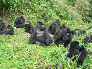 10 days uganda rwanda safaris