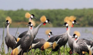 uganda birding safari