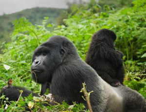 uganda safari experiences