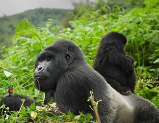gorilla safaris