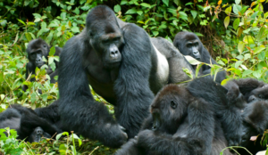 Congo gorilla safaris