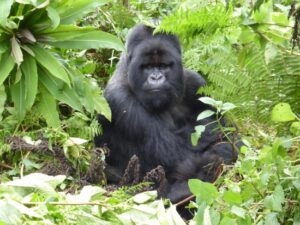 6 Days Congo Gorilla Safari
