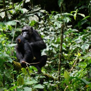 8 days Uganda Gorilla Tour