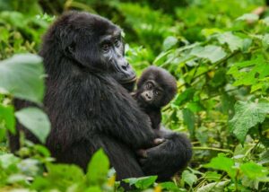 Gorilla trekking in Bwindi