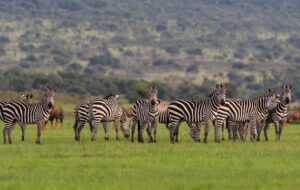 uganda safari trip