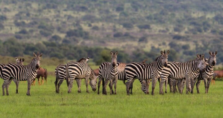 6 days northern Tanzania safari