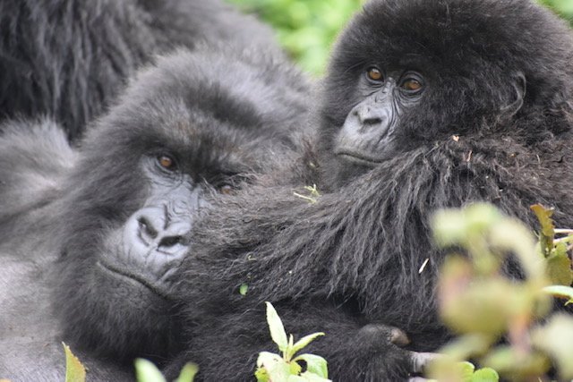 3 days rwanda gorilla tour