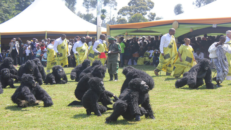 Gorilla Naming Ceremony