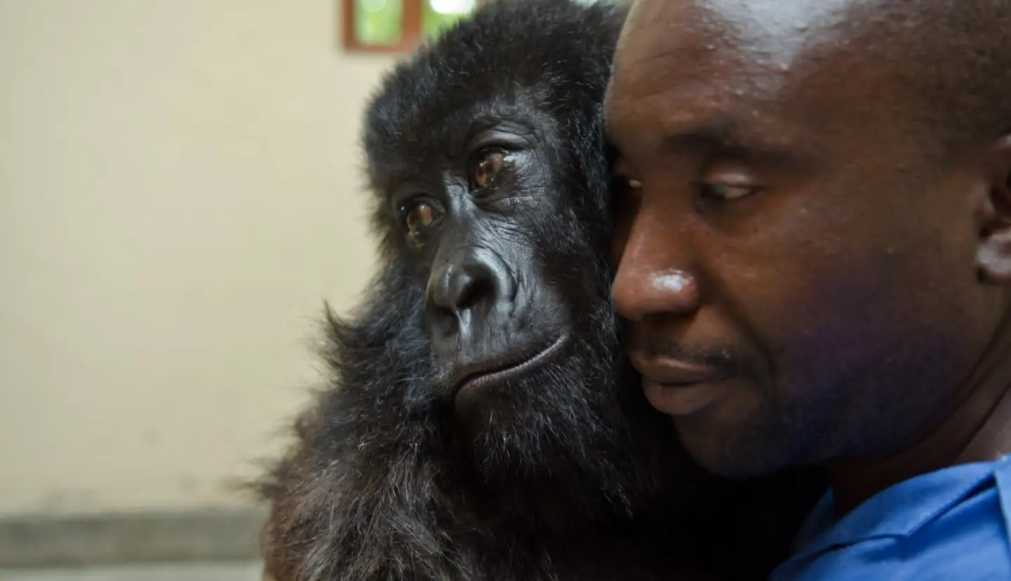 6 days Congo gorilla safari