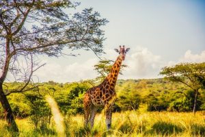 Rothchild's giraffe conservation 
