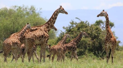 Rothchild's giraffe conservation in Uganda