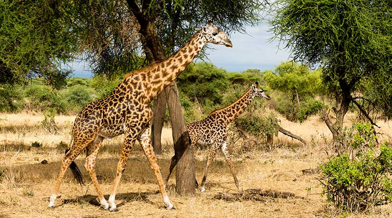 6 Days Northern Tanzania Safari