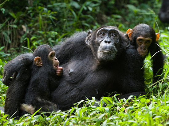 chimpanzee habituation