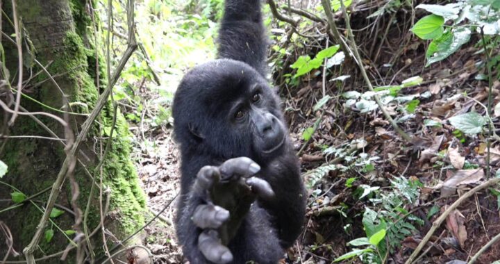7 Days Rwanda Gorilla Safari