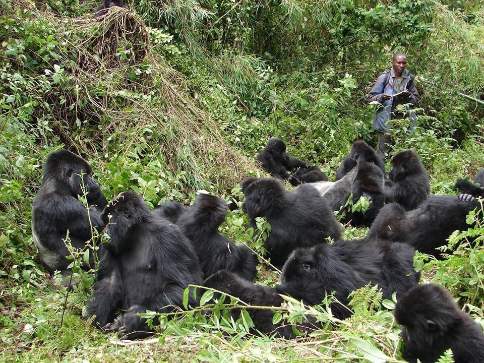 4 Days Rwanda gorilla tour