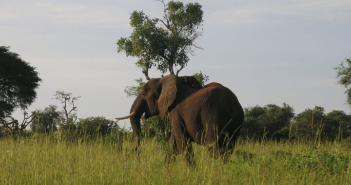 conservation projects in Uganda