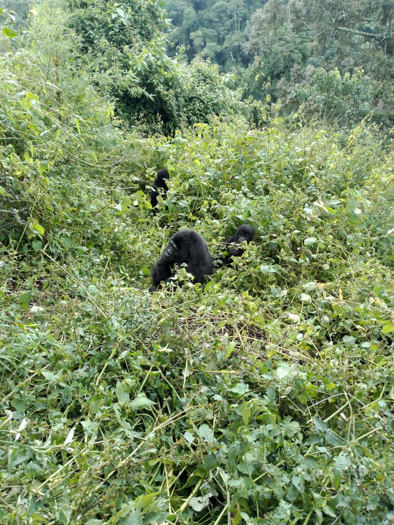 5 days uganda gorilla safari
