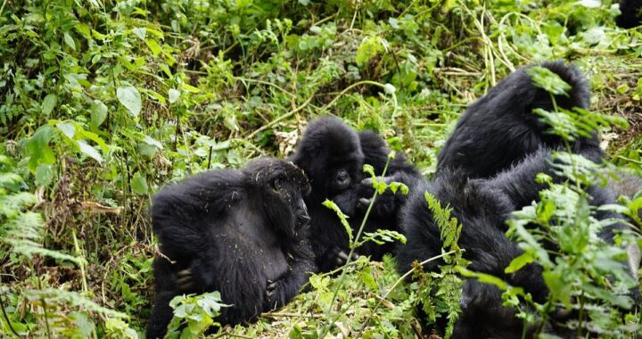 Uganda safaris