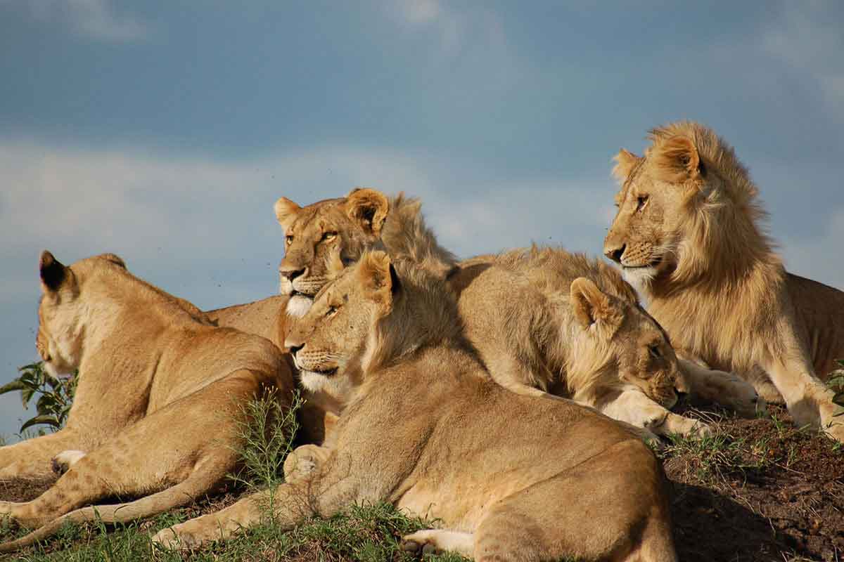 6 Days Kenya Safari
