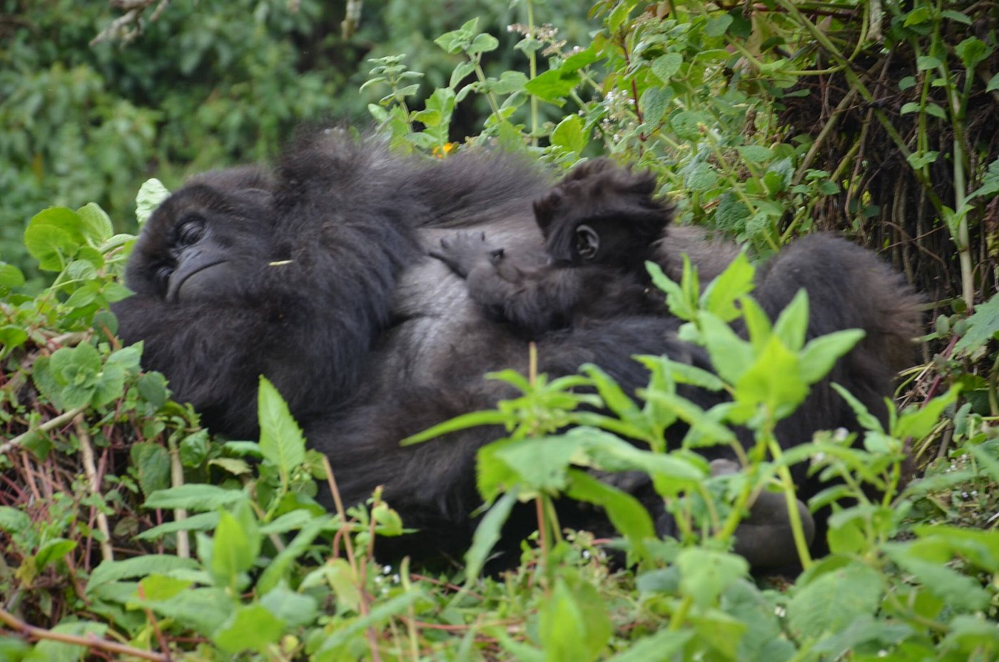 Uganda Gorillas Only